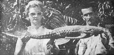 Record photograph for Acanthicus hystrix